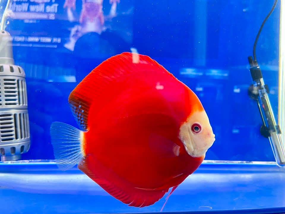 อธิบดีกรมประมงเผย ปลาสวยงาม ปลากัดไทย ได้รับความนิยมทั่วโลก ปี 2567 ส่งออกกว่า 1,000 ล้านบาท จับมือไปรษณีย์ไทยพร้อมส่งทั่วไทย เตรียมส่งทั่วโลก 8 ภาพกป6