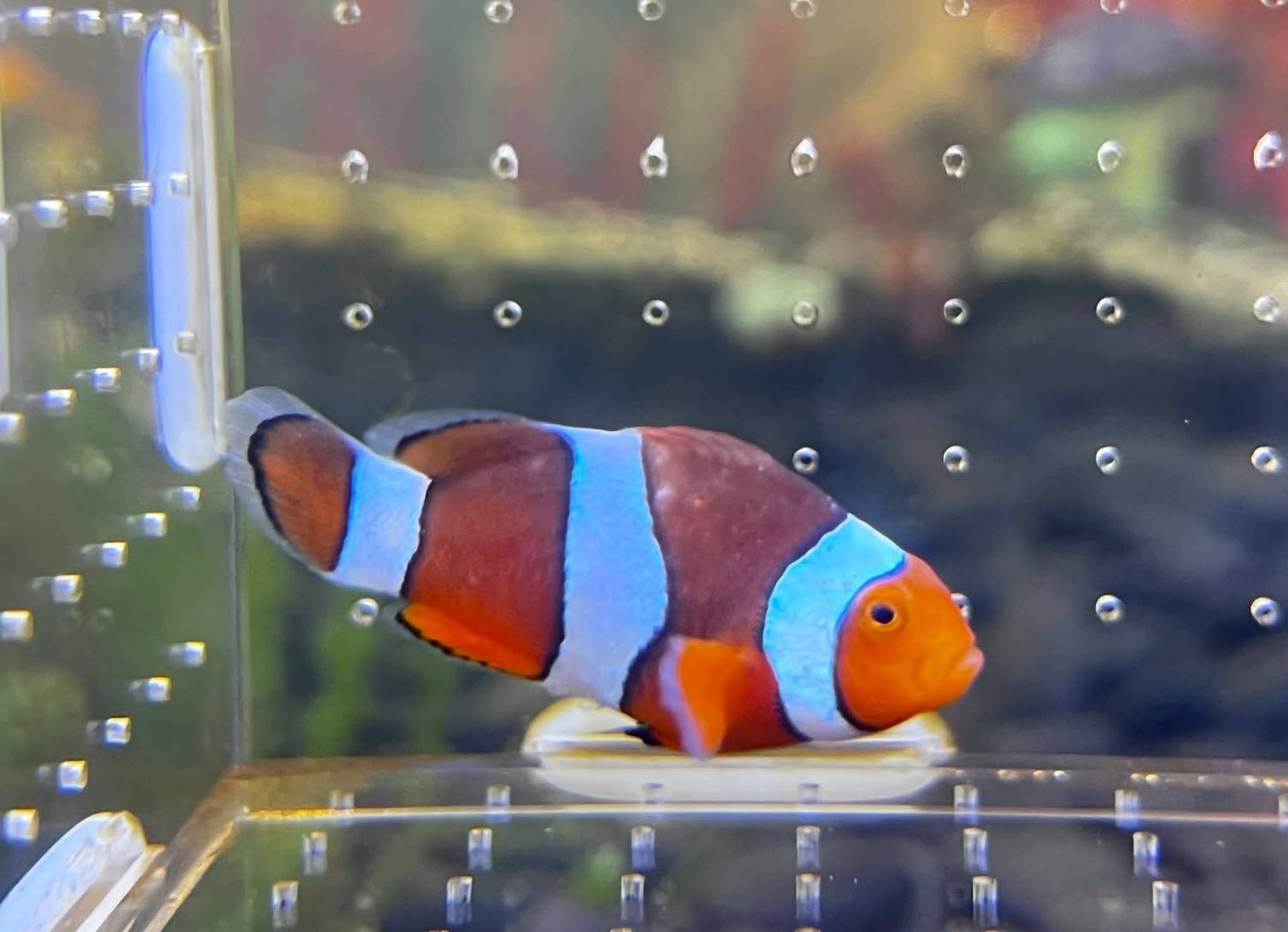 อธิบดีกรมประมงเผย ปลาสวยงาม ปลากัดไทย ได้รับความนิยมทั่วโลก ปี 2567 ส่งออกกว่า 1,000 ล้านบาท จับมือไปรษณีย์ไทยพร้อมส่งทั่วไทย เตรียมส่งทั่วโลก 9 ภาพกป7