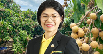 ภาพรวมลำไย2