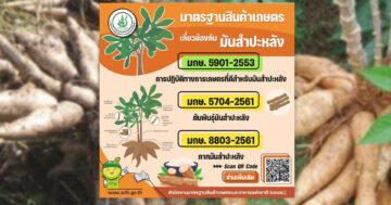 มันสำปะหลัง2