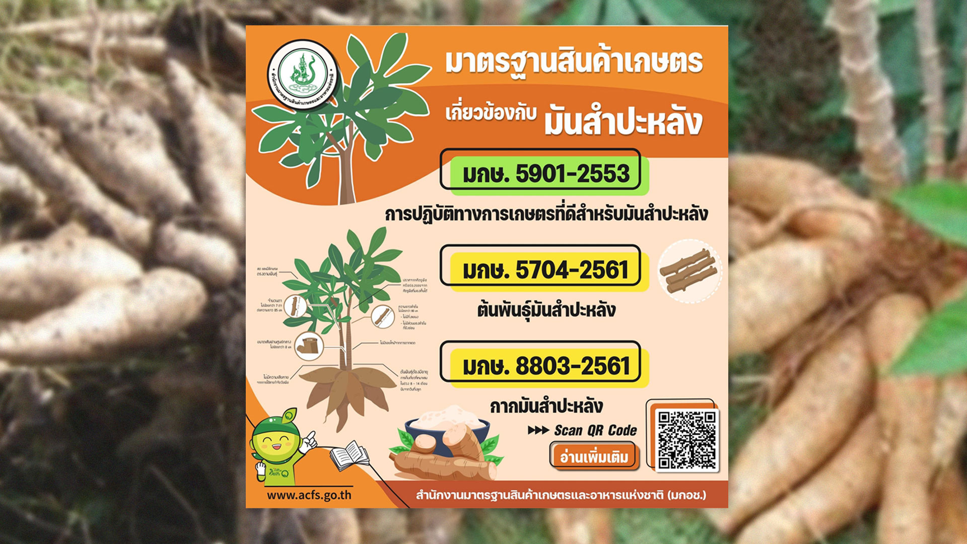 เช็ก มาตรฐานสินค้าเกษตรเกี่ยวข้องกับ มันสำปะหลัง2