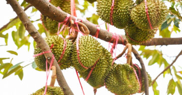 มือใหม่2