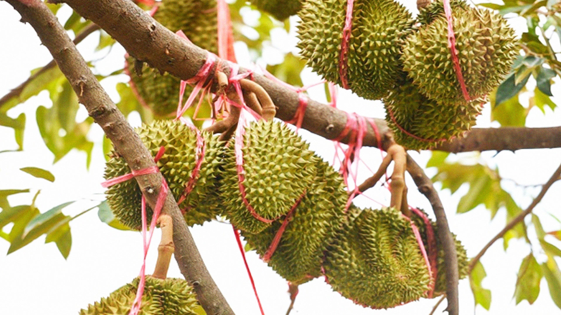 มือใหม่2