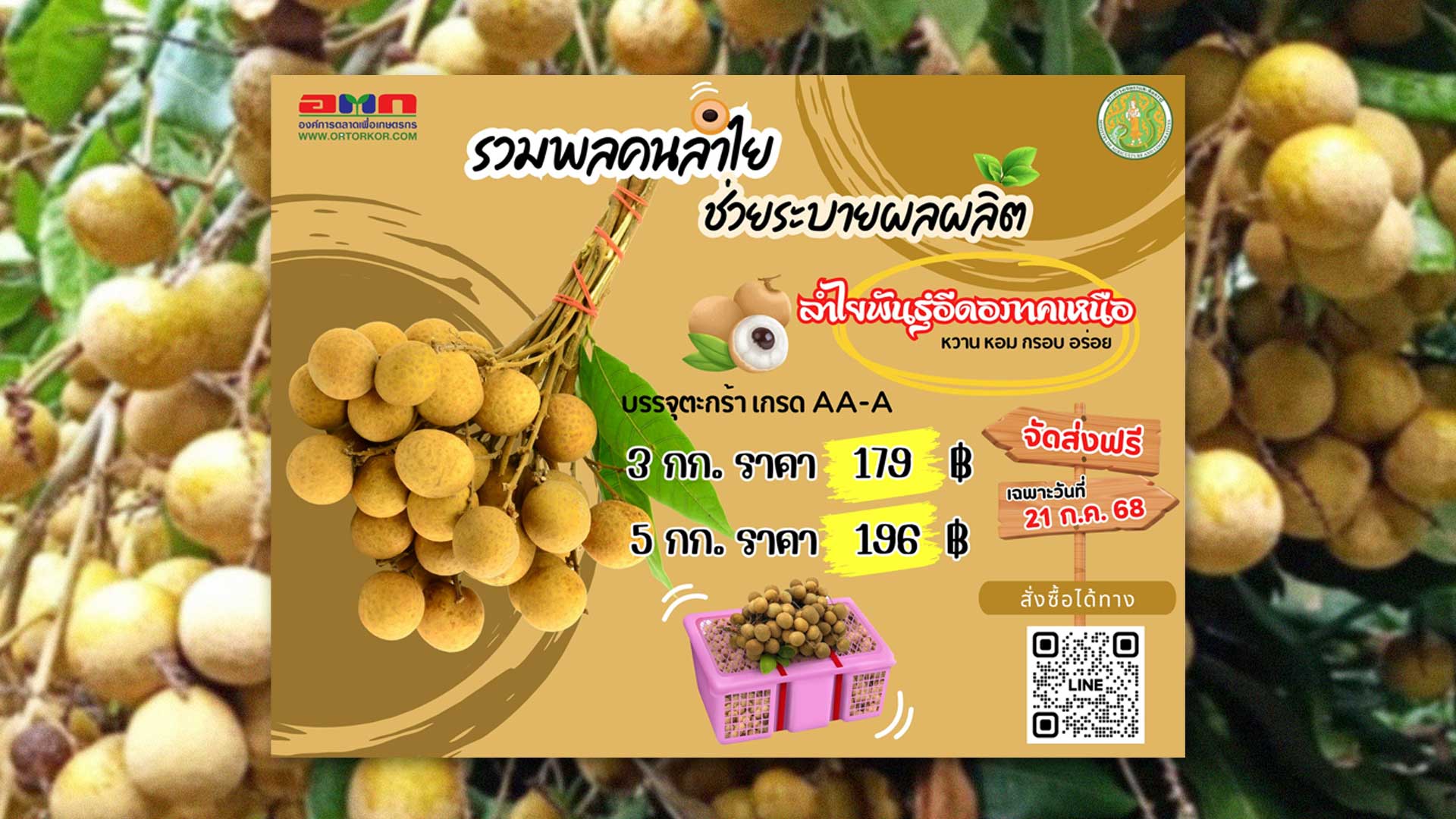 อ.ต.ก. รับมือลำไยล้นตลาด เปิด Live กระจายผลผลิต พร้อมโปรโมชั่นราคาพิเศษ และส่งฟรีเฉพาะวันที่ 21 ก.ค.2568 เท่านั้น 1 รับมือลำไยล้นตลาด 2