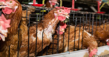 รู้วิธีให้อาหารไก่ไข่2