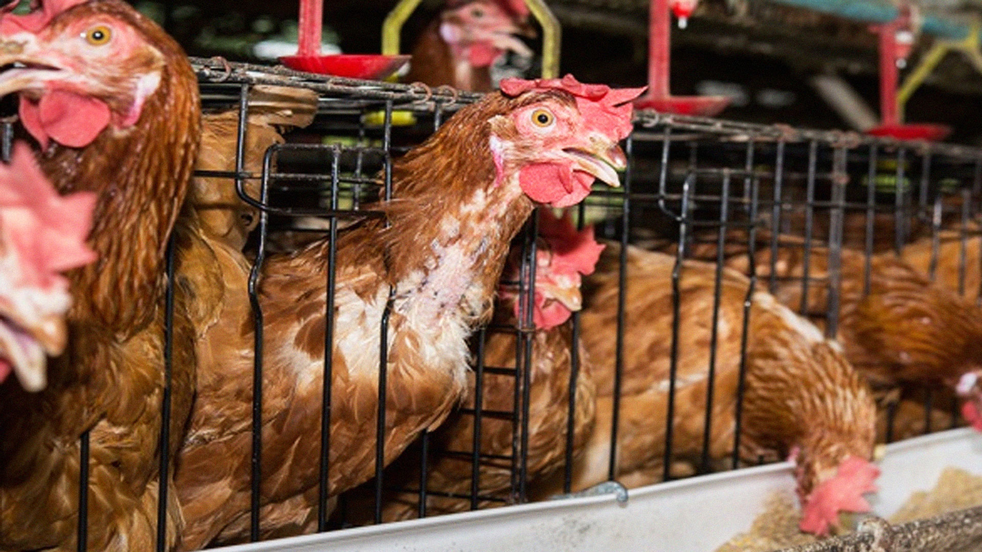 รู้วิธีให้อาหารไก่ไข่เพื่อผลผลิตคุณภาพและปริมาณมาก 1 รู้วิธีให้อาหารไก่ไข่2