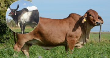 วัวบราห์มัน2