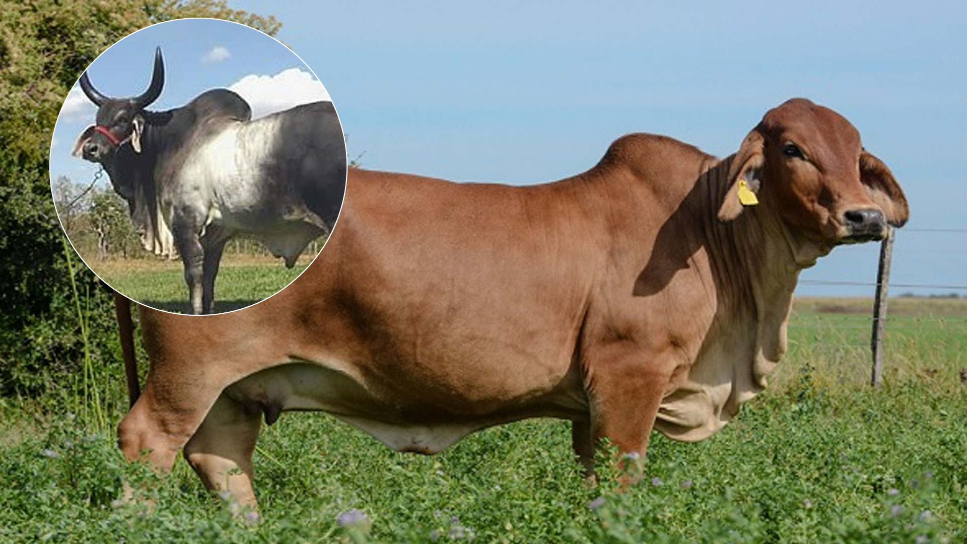 วัวบราห์มัน2