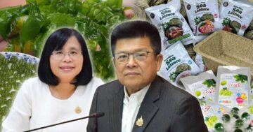 สาหร่ายผักกาดทะเล3