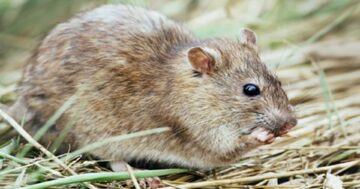 หนูนา3แก