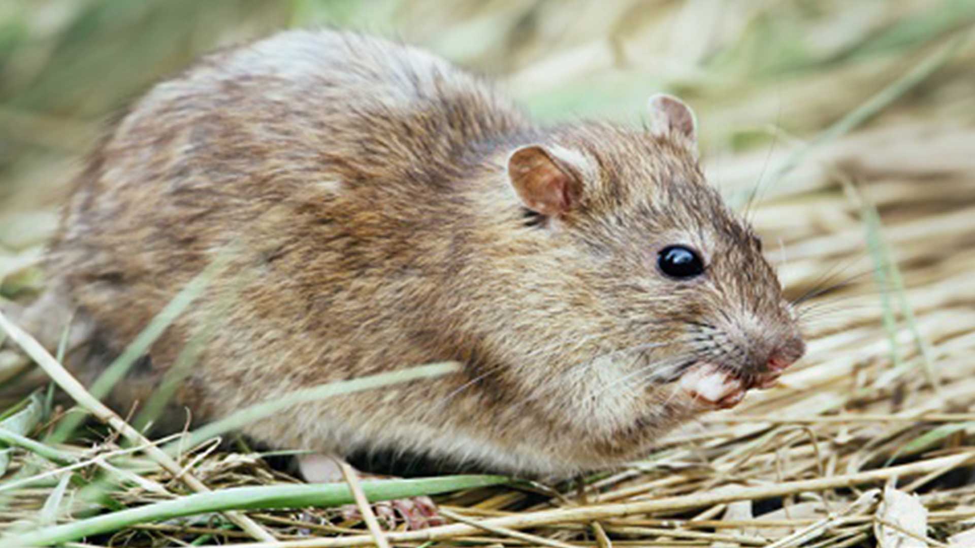 หนูนา3แก