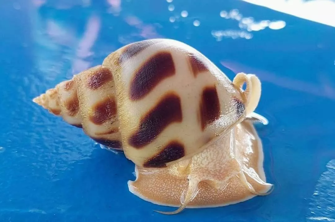 หอยหวาน ลวดลายสวย รสชาติดี ตลาดต้องการสูงมาก 3 หอย