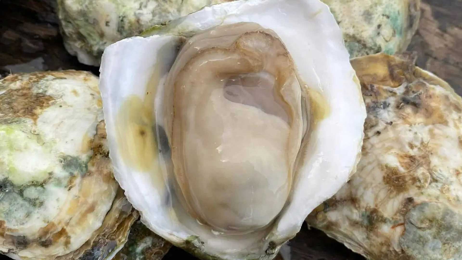 หอยนางรม3