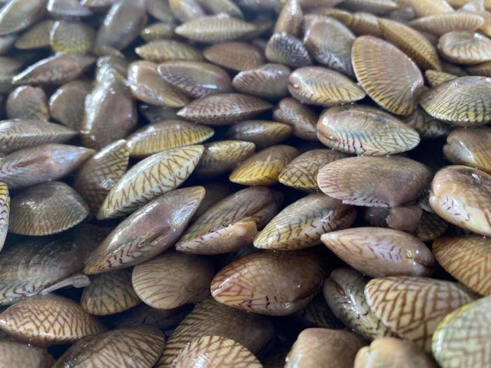 หอยลาย1 700x525 1