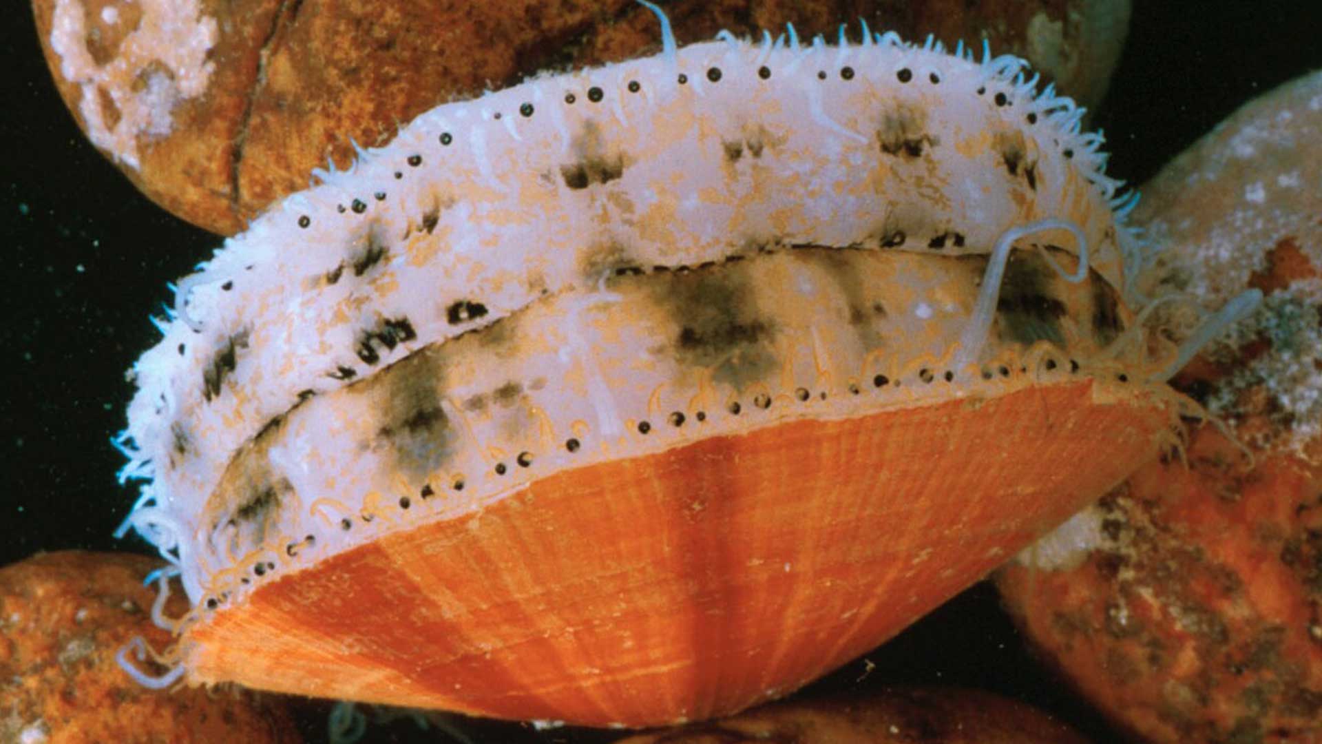 หอยเชลล์3