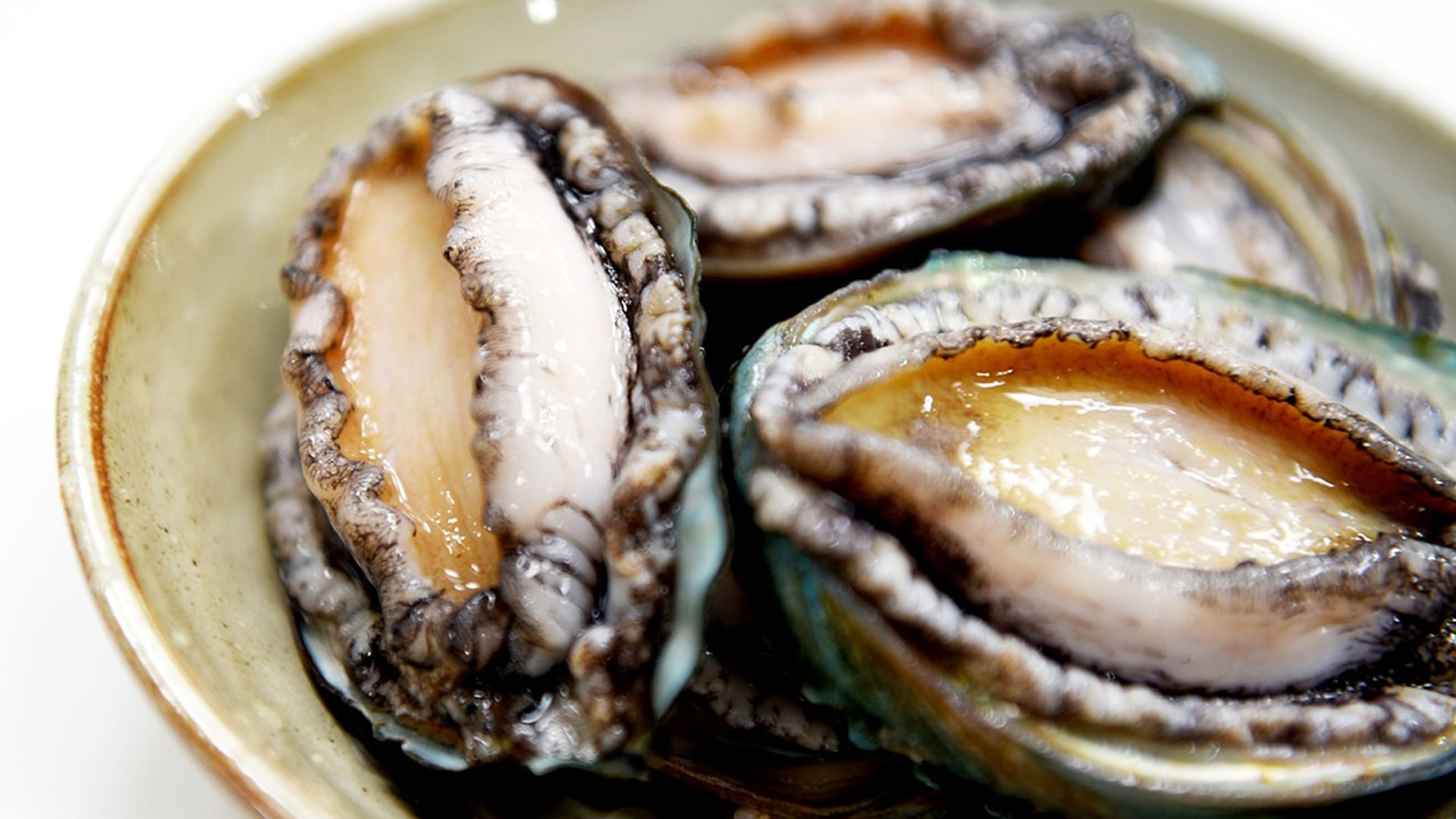 หอยเป๋าฮื้อ2