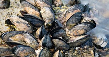 หอยแมลงภู่2แก้