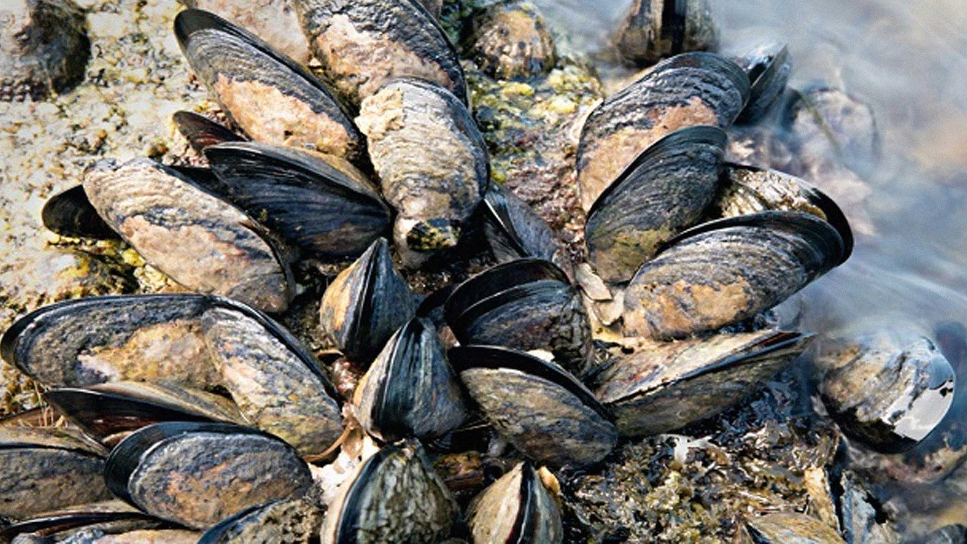 หอยแมลงภู่2แก้