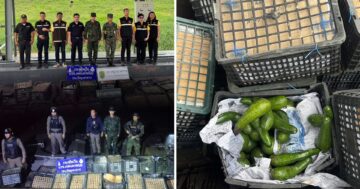 อะโวคาโดเถื่อน3