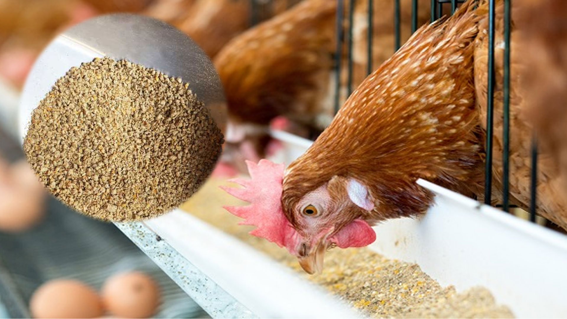 อาหารไก่2vv