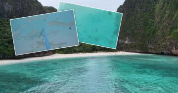 อ่าวมาหยาคืนชีพ3