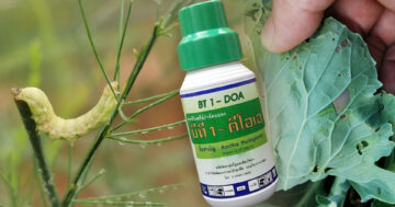 เชื้อบีที2