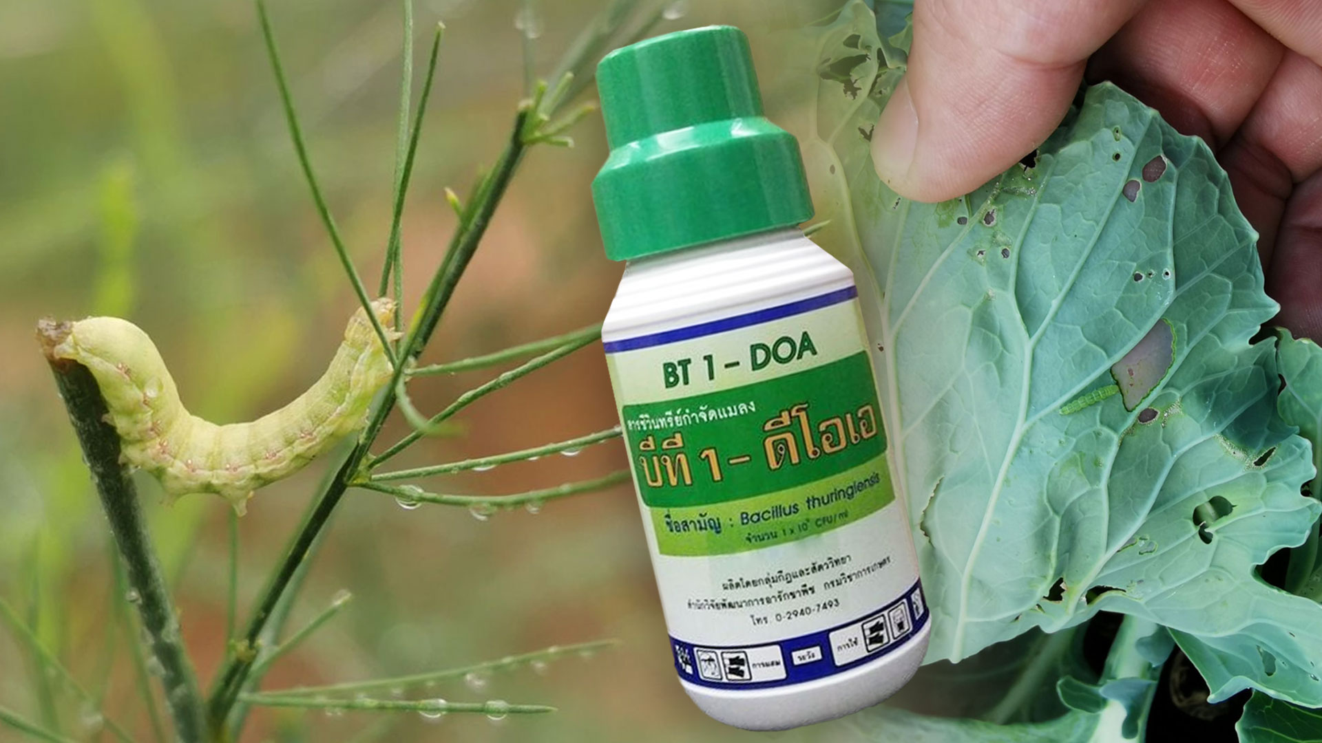 เชื้อบีที (Bt) ชีวภัณฑ์ควบคุมหนอนศัตรูพืชอย่างปลอดภัย 1 เชื้อบีที2