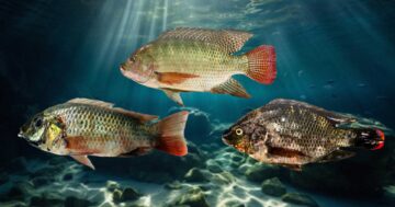 เปรียบเทียบ2 2