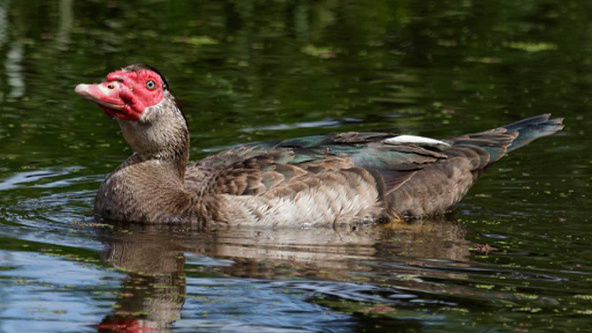 เป็ดเทศ3แ