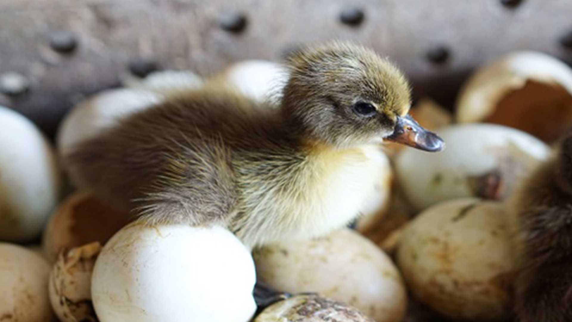 เป็ดไข่3แก