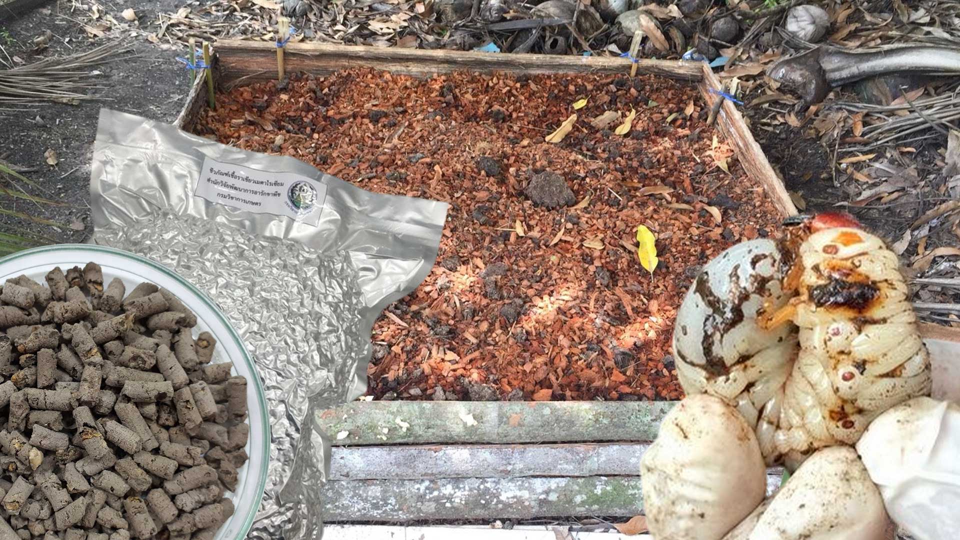 เมตาไรเซียมอัดเม็ด3แอ