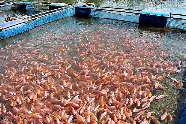 "ปลาทับทิม" เลี้ยงง่าย โตไว 3 เลี้ยงปลาทับทิม ในกระชัง