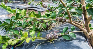 เสียบกิ่ง2แก้