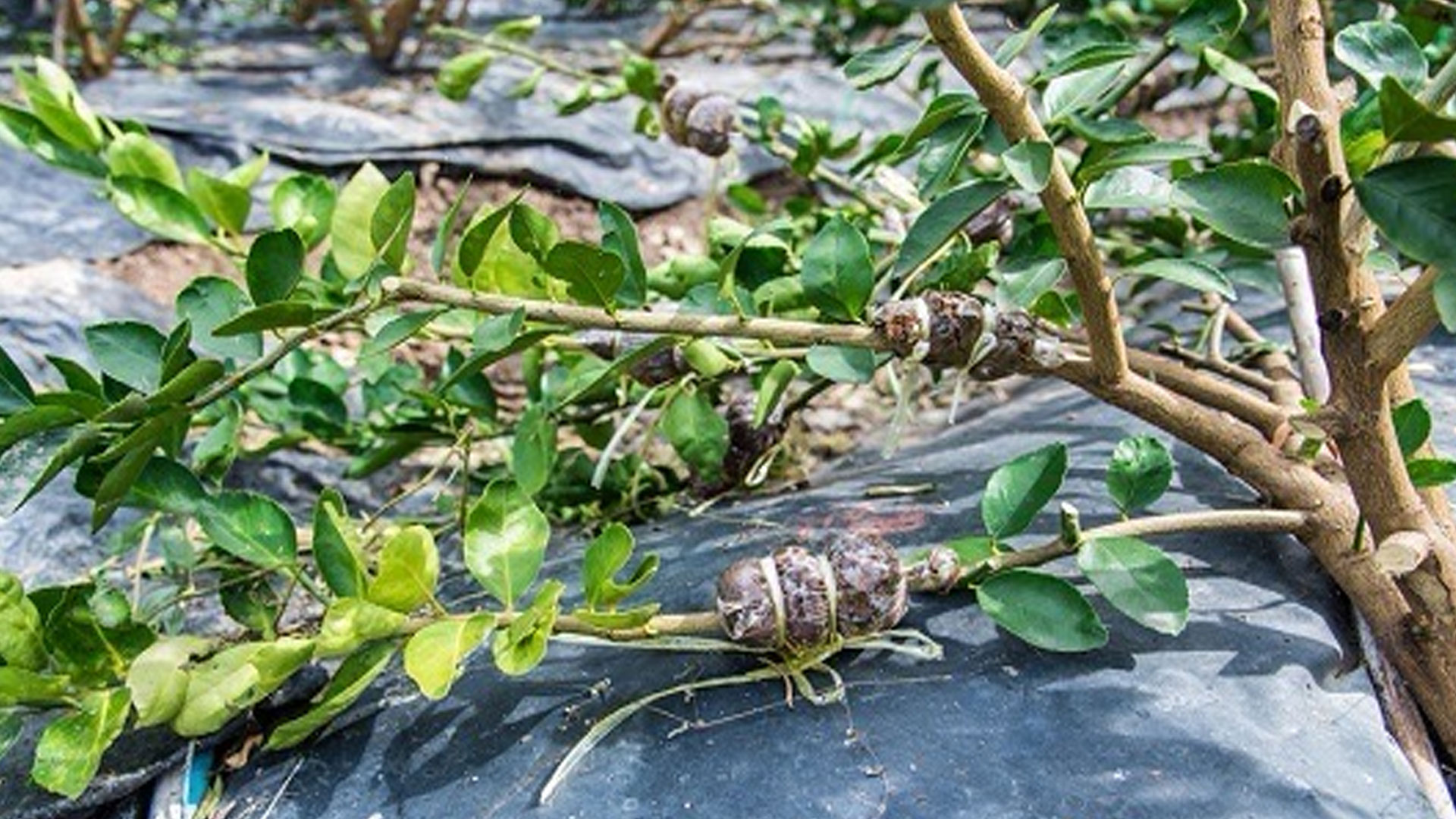 เสียบกิ่ง2แก้