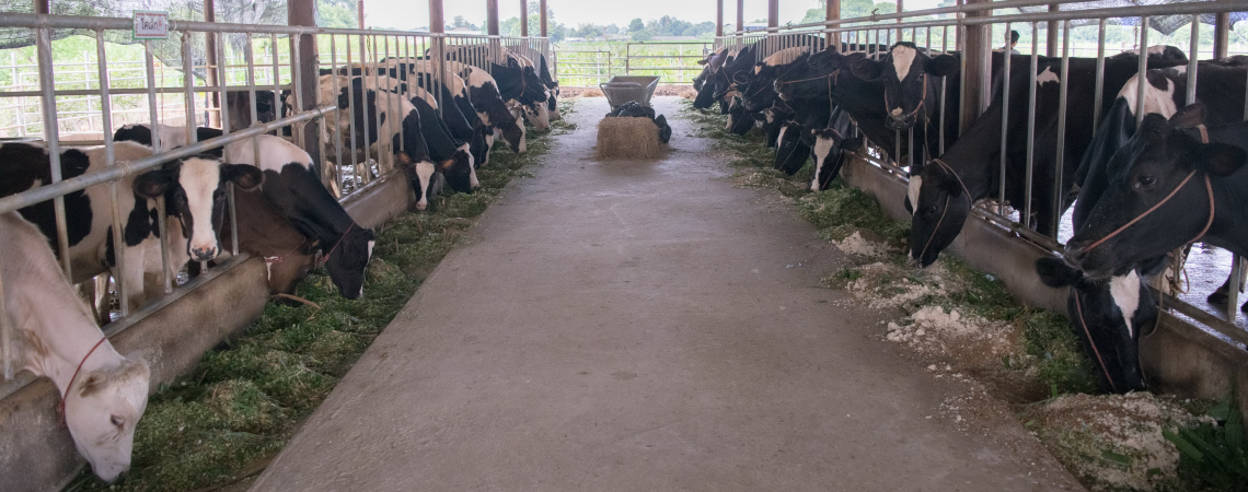 ศึกษาจริงจัง.. โคนมมม 498 1 1