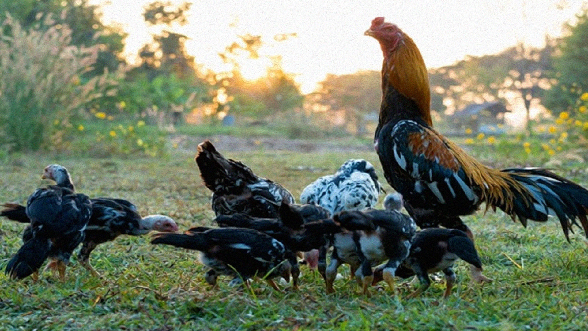 ไก่พื้นเมือง2vv