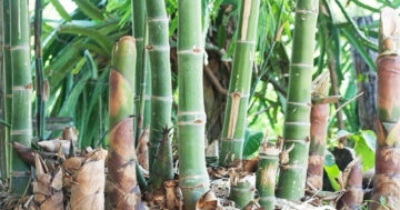 ไผ่หวาน2แก้