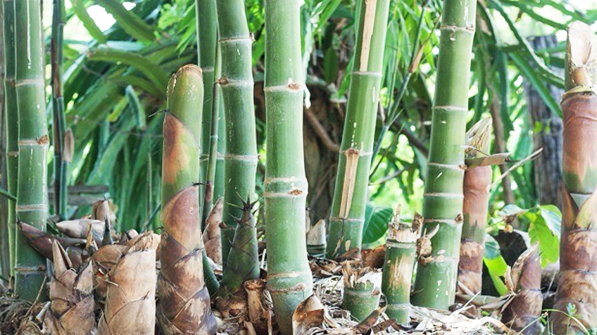 ไผ่หวาน2แก้