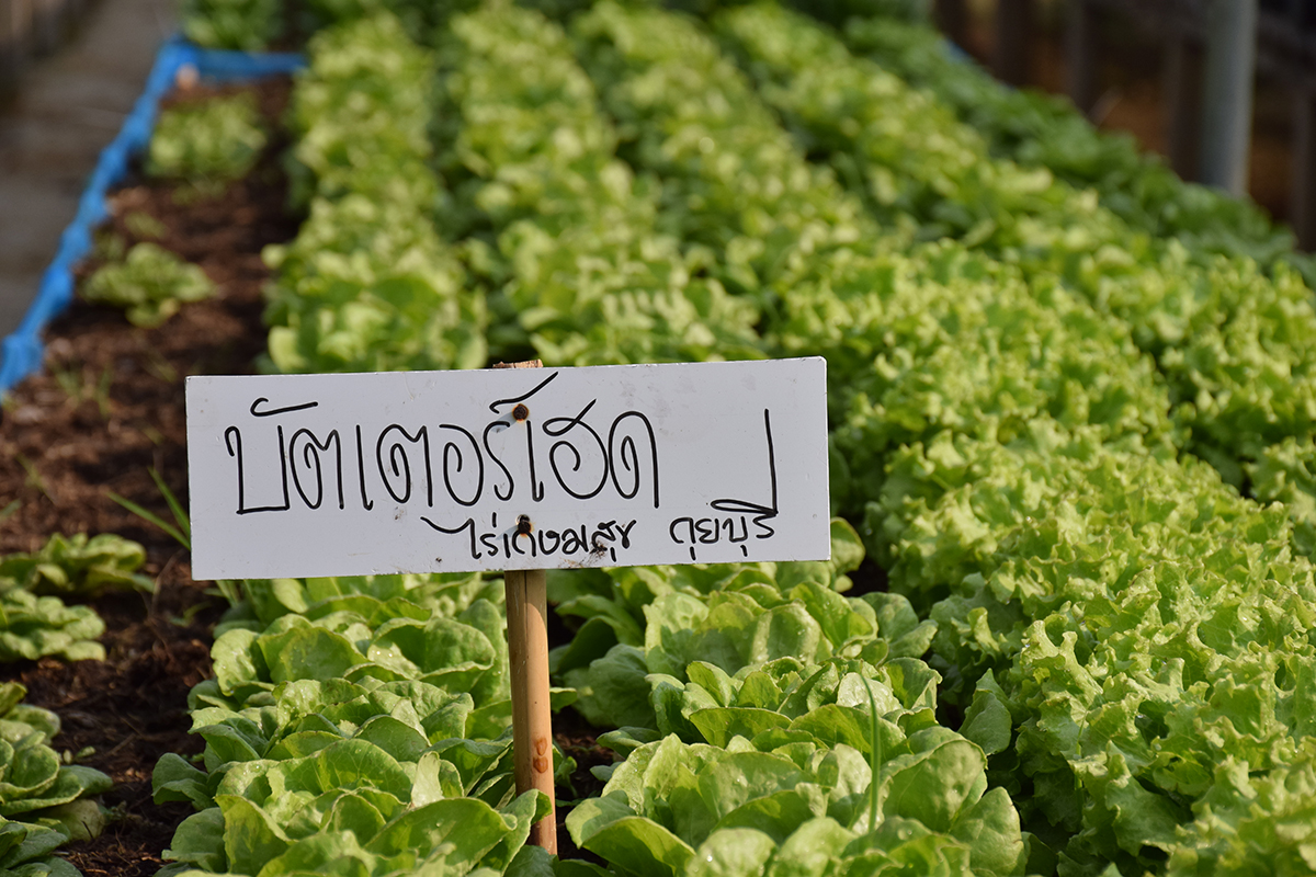 กรมวิชาการเกษตร ปลื้ม เกษตรกรอินทรีย์ดีเด่นแห่งชาติพลิกชีวิตจากสลัดกระถางสู่อาณาจักร “ฟาร์มผักอินทรีย์” 4 002