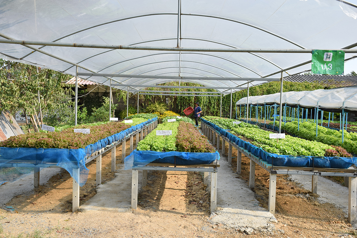 กรมวิชาการเกษตร ปลื้ม เกษตรกรอินทรีย์ดีเด่นแห่งชาติพลิกชีวิตจากสลัดกระถางสู่อาณาจักร “ฟาร์มผักอินทรีย์” 6 004