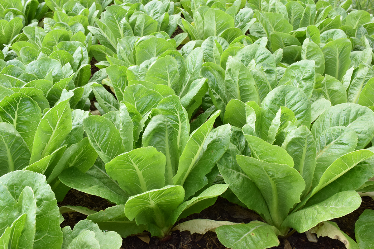 กรมวิชาการเกษตร ปลื้ม เกษตรกรอินทรีย์ดีเด่นแห่งชาติพลิกชีวิตจากสลัดกระถางสู่อาณาจักร “ฟาร์มผักอินทรีย์” 8 006