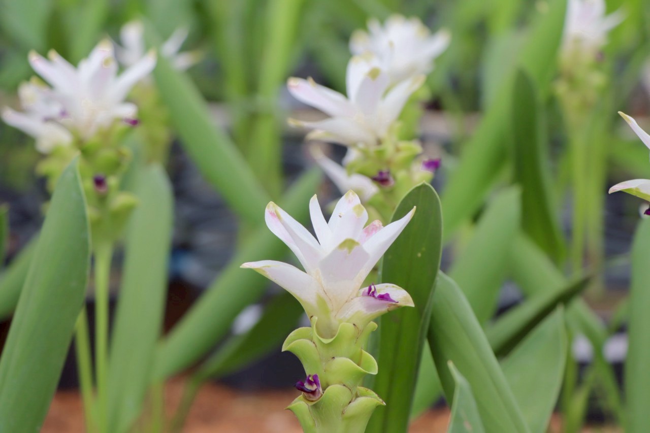 03 ปทุมมา