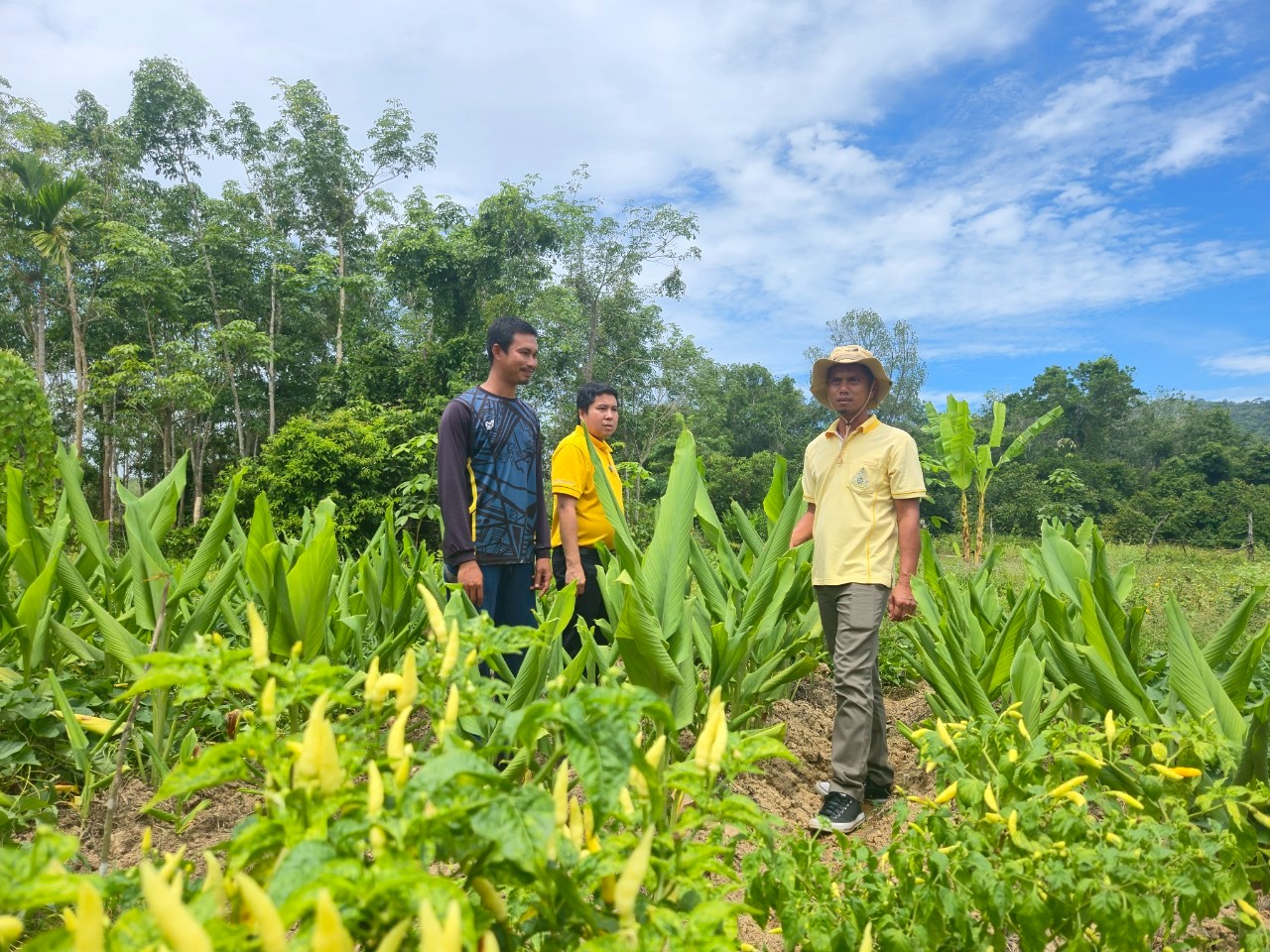“ทำจริงทำได้ ขายได้มีกินมีใช้” บ้านกูแบสีรา ขยายผลองค์ความรู้สู่ชุมชน เกษตรกรมีคุณภาพชีวิตที่ดีขึ้น 4 03 ปลูกพืชสมุนไพร