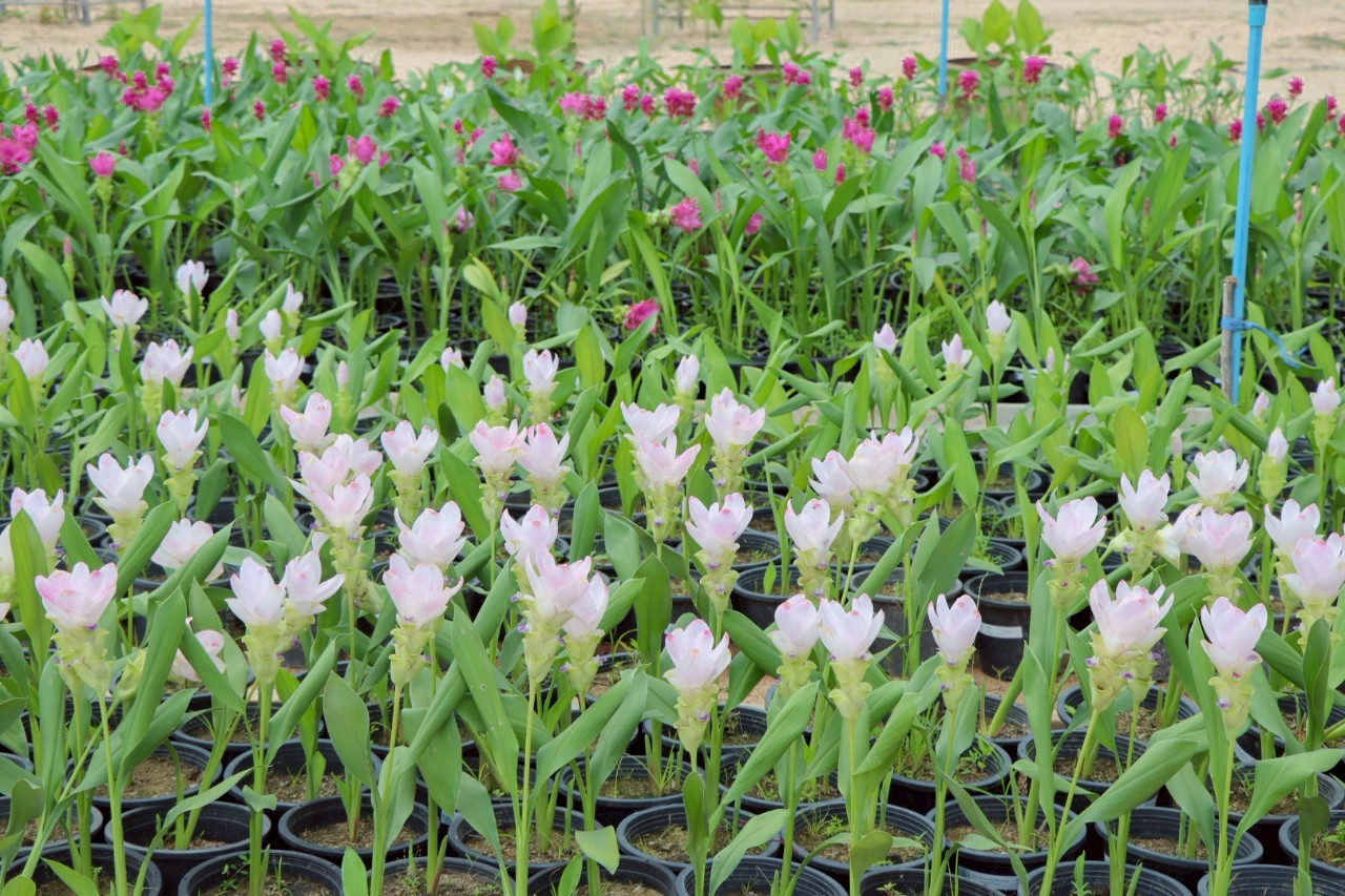 04 ปทุมมา