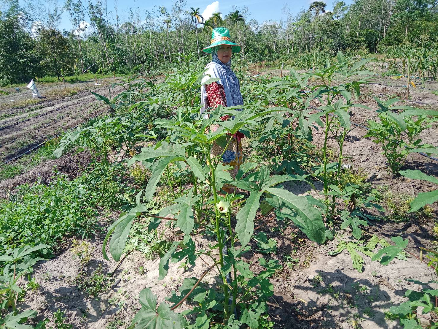 “ทำจริงทำได้ ขายได้มีกินมีใช้” บ้านกูแบสีรา ขยายผลองค์ความรู้สู่ชุมชน เกษตรกรมีคุณภาพชีวิตที่ดีขึ้น 5 04 ปลูกผักปลอดภัย