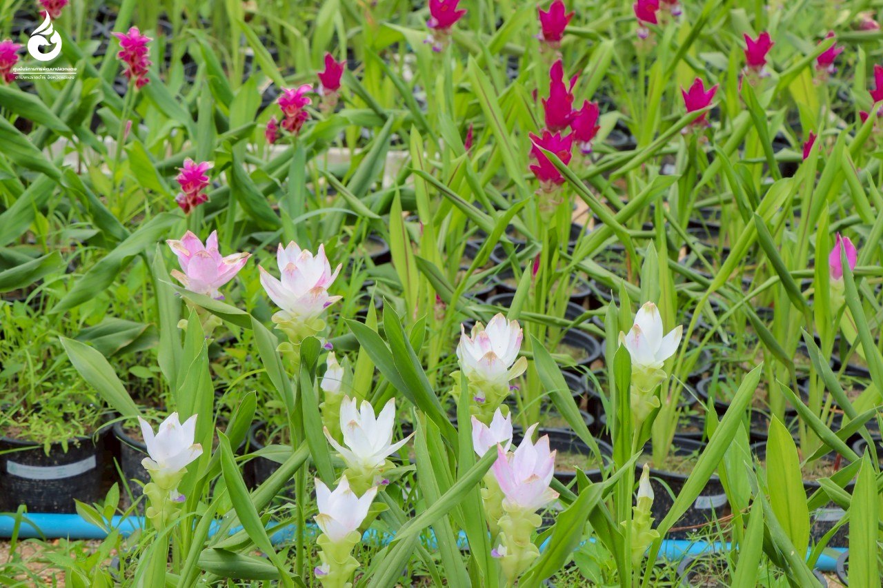 05 ปทุมมา