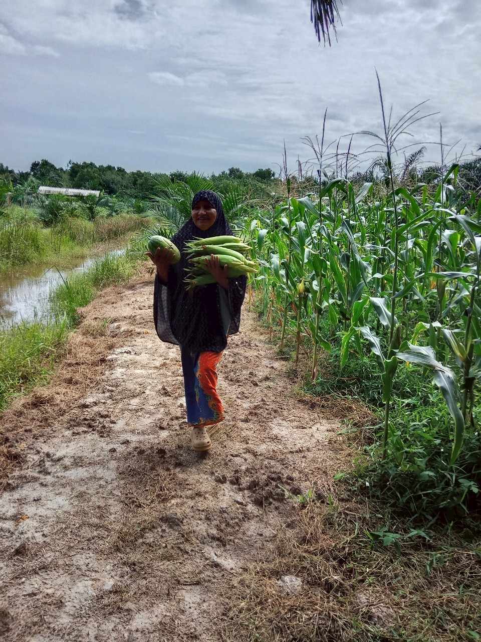 “ทำจริงทำได้ ขายได้มีกินมีใช้” บ้านกูแบสีรา ขยายผลองค์ความรู้สู่ชุมชน เกษตรกรมีคุณภาพชีวิตที่ดีขึ้น 6 05 ปลูกผักปลอดภัย