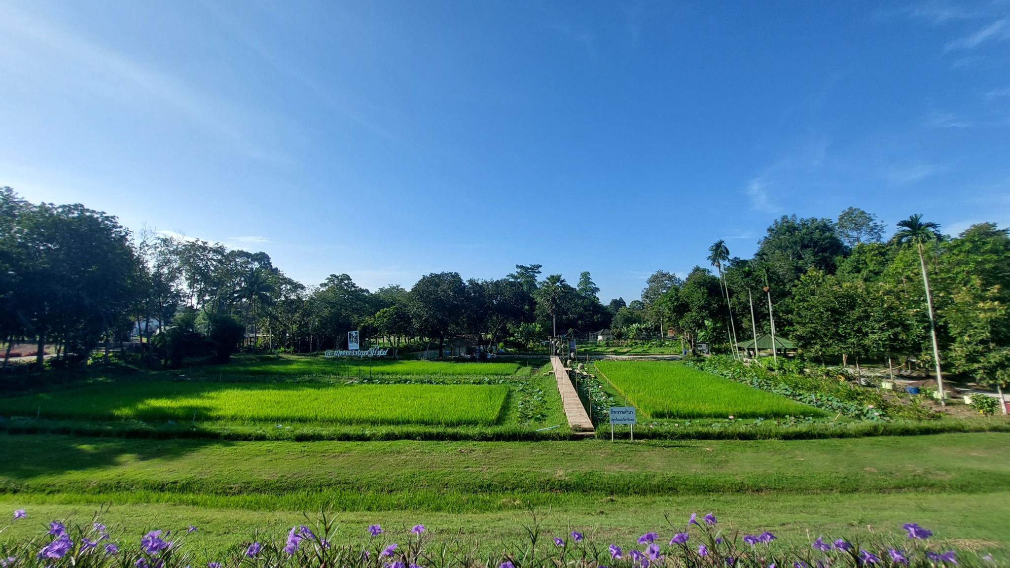 กรมพัฒนาที่ดิน ขอเชิญร่วมงาน “วันสถาปนาศูนย์ศึกษาการพัฒนาเขาหินซ้อนฯ ครบรอบ 46 ปี” ต้นแบบการเรียนรู้ สู่การพัฒนาที่ยั่งยืน 5 05