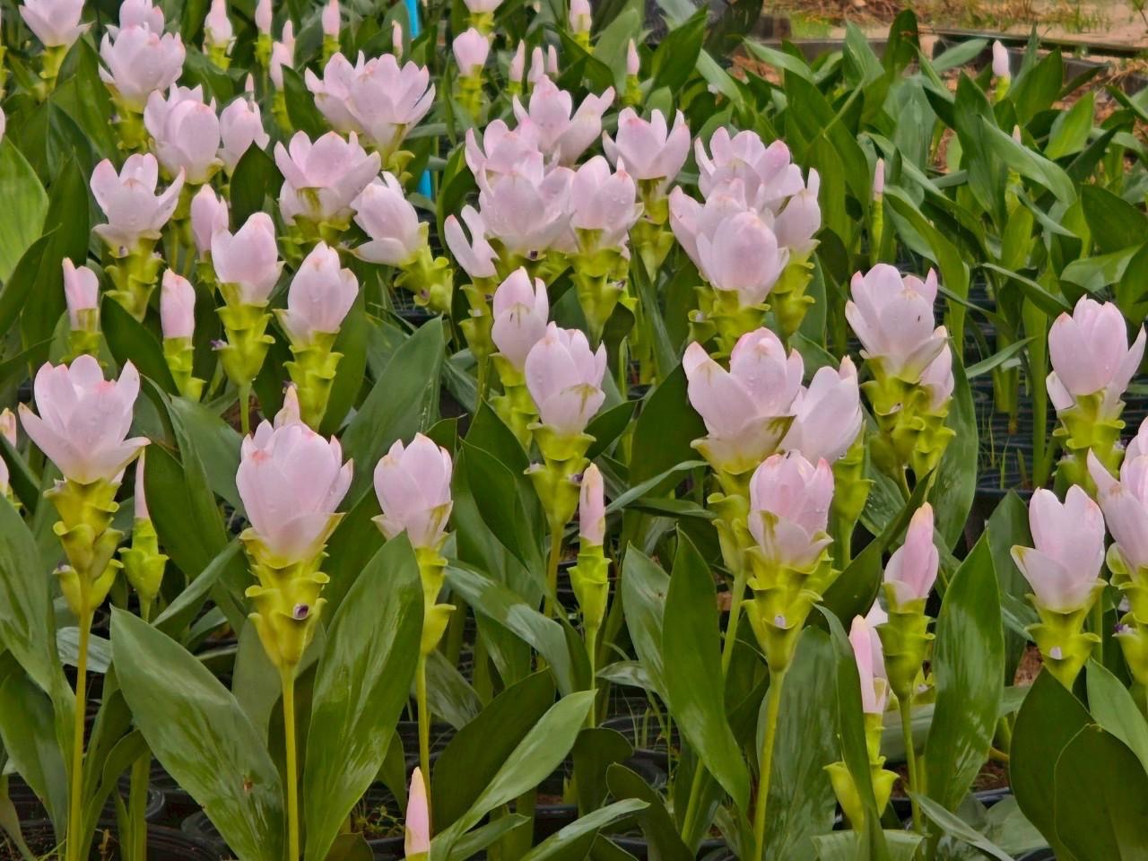 06 ปทุมมา