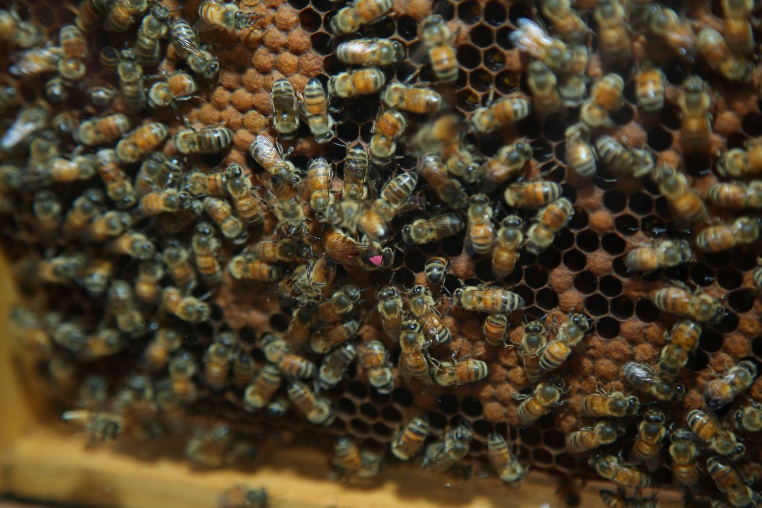 เกษตรฯ ประกาศตนเป็นนักอนุรักษ์สิ่งแวดล้อม ด้วยการใช้แมลงผสมเกสร เพื่อสร้างความมั่นคงทางอาหาร 6 1247580